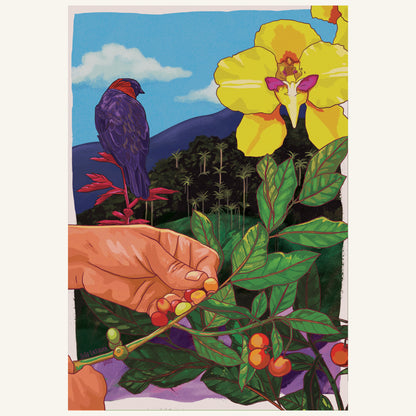 A Sargento Specialty Coffee Lisboa Perfis Cafe do Peru Puente Solaya 1