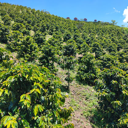 A Sargento Specialty Coffee Lisboa Perfis Cafe do Peru Puente Solaya 6