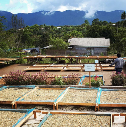 Café das Honduras | De La Paz