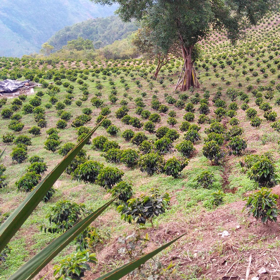 Café da Colômbia | La Meseta, Decaf