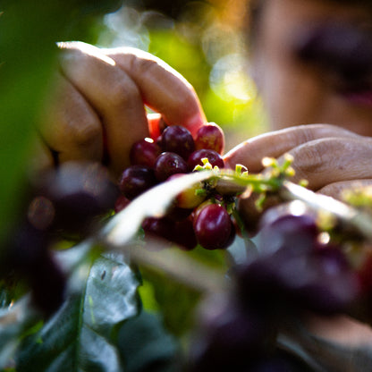 A Sargento Specialty Coffee Lisboa Cafe da Guatemala Eterna Primavera 4