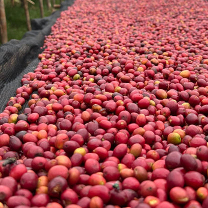 Café da Etiópia | Wanza