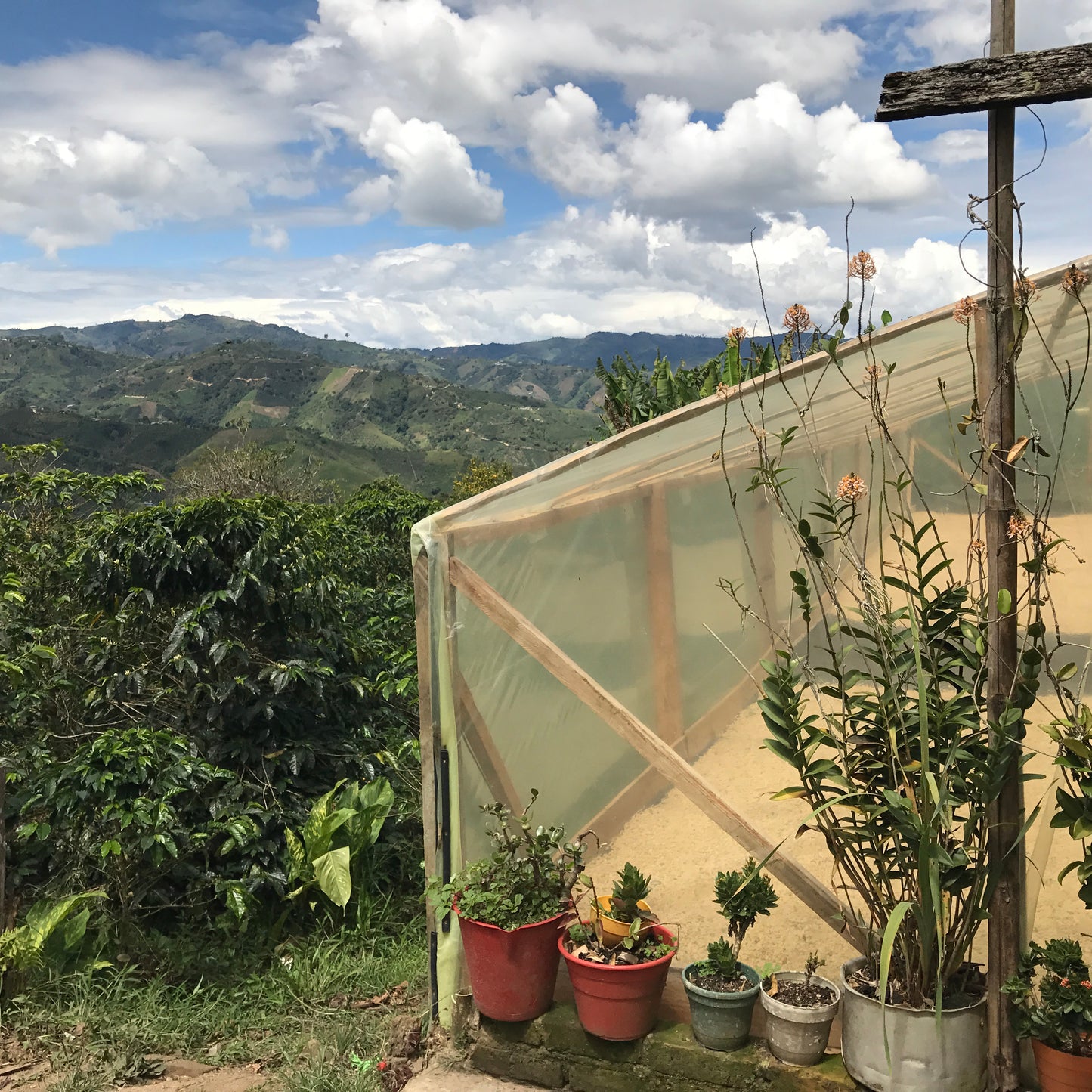 Café da Colômbia | Tierradentro