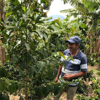 Café da Colômbia | Tierradentro