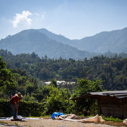 Specialty Coffee Lisboa Perfis Cafe do Peru La Higuera 2