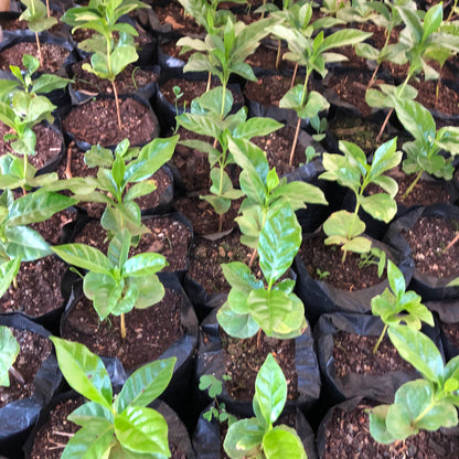 Specialty Coffee Lisboa Perfis Cafe do Peru La Higuera 3