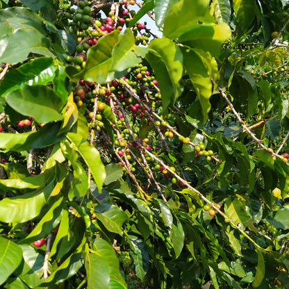 Specialty Coffee Lisboa Perfis Cafe do Peru La Higuera 4