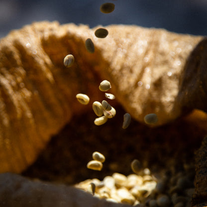 Specialty Coffee Lisboa Perfis Cafe do Peru La Higuera 5