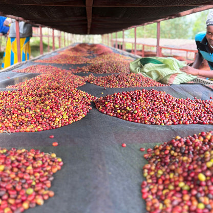 Café do Ruanda | Cume dos Gorilas