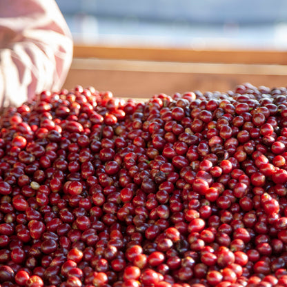 Café das Honduras | De La Paz