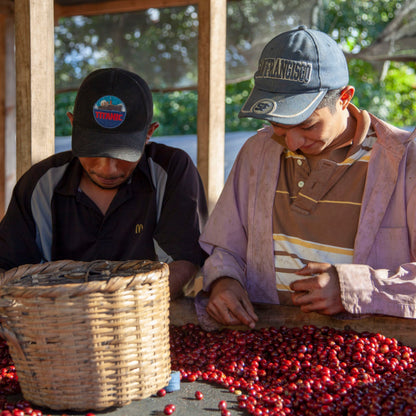 Café das Honduras | De La Paz