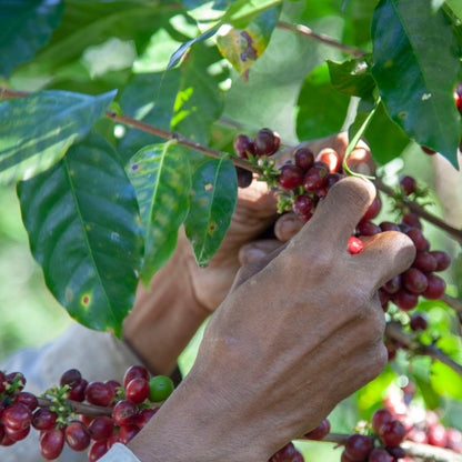 Café das Honduras | De La Paz