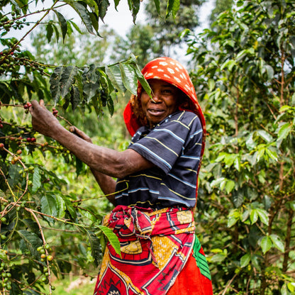 Café do Burundi | Ruvubu