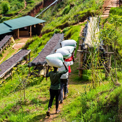 Café do Burundi | Ruvubu