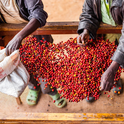 Café do Burundi | Ruvubu